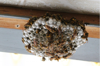 大きなハチの巣